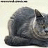 skyflop