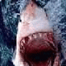 sgombro56