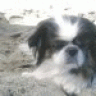 coleschi