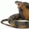 tonycobra