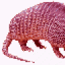 Armadillos