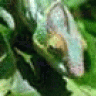 Bisgui