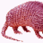 Armadillos