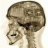hardbrain